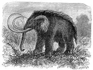 Historic Engraved Art Drucke: The mammoth, Elephas primigenius