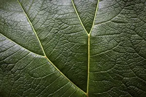 Cloud Forest Costa Rica Drucke: Mammoth leaf (Gunnera insignis) in cloud forest