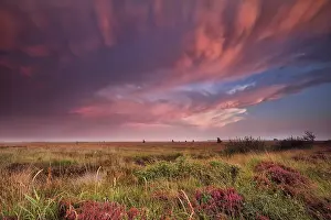 Benelux Countryside Scenery Drucke: Mammut clouds over swamp during dramatic sunset