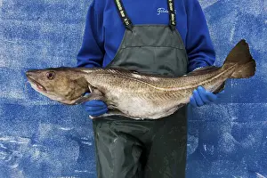 Drucke von Ein Fischer mit einem Lachs in den Armen, der stolz auf seine Beute ist Kabeljau Im Atlantik Drucke: Ein Fischer mit einem Kabeljau in den Armen