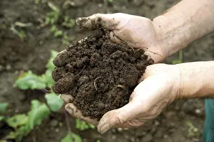 Holding Hands In Nature Drucke: Man cupping soil in his hands
