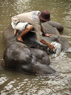 Wildlife Photography In Nature Drucke: The man washes the elephant