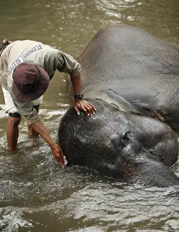 Trunked Nosed Mammal Habitat Drucke: The man washes the elephant