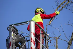 Deciduous Tree Care Drucke: Man on the work platform pruning trees