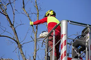 Deciduous Tree Care Drucke: Man on the work platform pruning trees