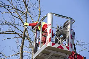 Deciduous Tree Care Drucke: Man on the work platform pruning trees
