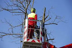 Urban Forestry Drucke: Man on the work platform pruning trees