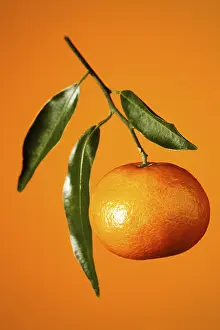 Fresh Mandarin Oranges Drucke: Mandarin