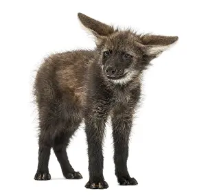 Wildlife Studio Photography Drucke: Maned Wolf cub standing, looking at the camera