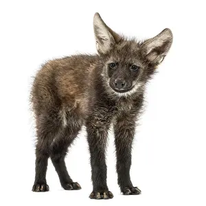 Wildlife Studio Photography Drucke: Maned wolf cub standing, looking at the camera