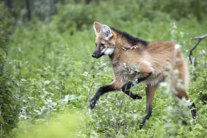 Mammals In The Wild Drucke: Maned wolf in the run
