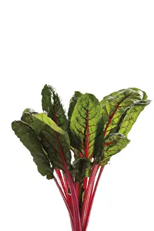 Nutrition Vegetable Drucke: Mangold or Chard