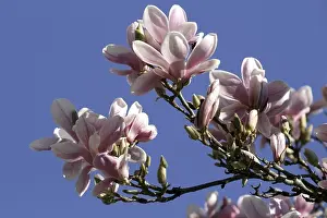 Close View Of Petals Drucke: Mangolia blossoms