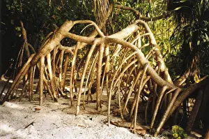 Tropical Nature Photography Drucke: Mangrove roots