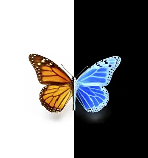 Black And White Butterfly Drucke: Manipulated