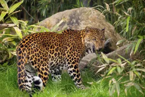 Indonesian Wildlife Drucke: Mannlicher Javaleopard Panthera pardus melas von Java