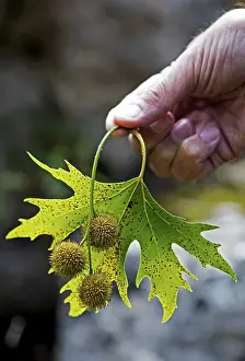 Greek Landscape Photography Drucke: Man's hand holding plane tree fruit