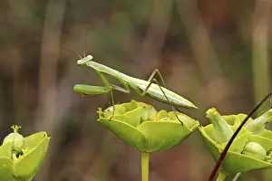 Drucke von Ein stiller Beobachter im Gras: Die Mantis religiosa, eine der bekanntesten und faszinierendsten Insektenarten Gottesanbeterin Drucke: Mantispresse Mantis religiosa