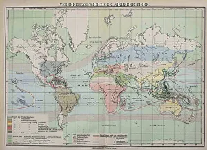 Black And White Map Art Drucke: Map of the Distribution of Important Lower Animals