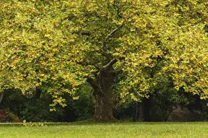 Deciduous Tree Foliage Drucke: Maple (Acer) in autumn, Thuringia, Germany