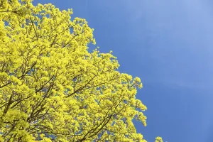 Empty Landscape Photography Drucke: Maple (acer) in bloom against a blue sky