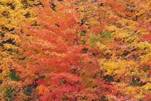 Deciduous Trees In Autumn Drucke: Maple (Acer), in bright orange