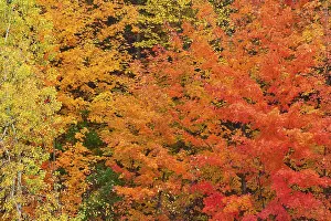 Deciduous Trees USA Drucke: Maple (Acer), in bright orange