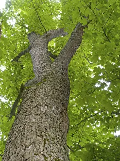 German Federal Republic Gardens Drucke: Maple (Acer), frog perspective
