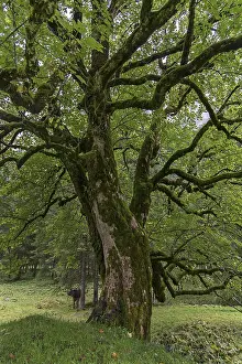 Central Europe Deserted Landscapes Drucke: Maple (Acer) overgrown with moss