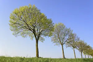 Maple Trees In Spring Drucke: Maple (Acer), row of trees in spring with blue sky