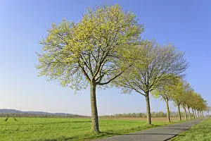 Maple Trees In Spring Drucke: Maple (Acer), row of trees in spring with blue sky