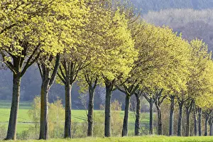 Tree Lined Road Germany Drucke: Maple (Acer), tree row in spring