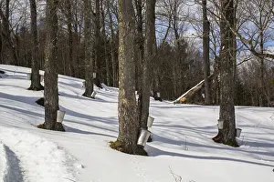 Deciduous Tree Plantation Drucke: Maple forest with maple sap buckets on trees