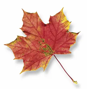 Autumn Color Drucke: Maple leaf