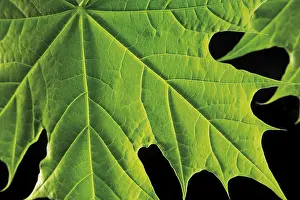 Indoor Plant Photography Drucke: Maple leaf