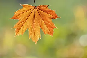 Maple Tree Autumn Color Drucke: Maple leaf (Acer)