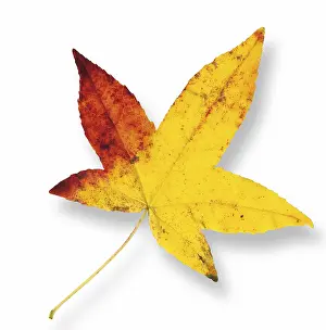 Autumn Color Drucke: Maple leaf (Acer)