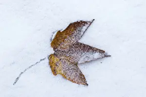Central European Autumn Scene Drucke: Maple Leaf (Acer) in the snow, winter