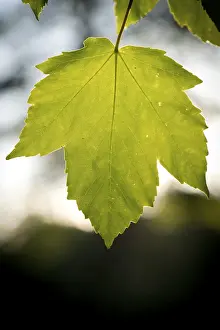 Sycamore Maple Tree Drucke: Maple leaf, backlit, sycamore maple (Acer pseudoplatanus)