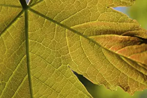 Deciduous Tree Leaves Drucke: Maple leaf from close up