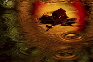 Colorful Autumn Foliage Drucke: Maple leaf in a puddle in the rain with light reflection
