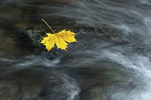 Central Europe Fall Foliage Drucke: Maple leaf in the river Bode in the autumnal Harz