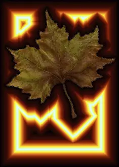 Deciduous Tree Leaves Drucke: Maple leaf with shrill border