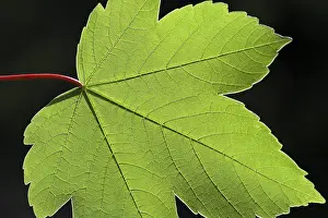 Deciduous Tree Leaves Drucke: Maple leaf, structure, cut out