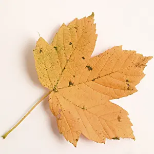 Deciduous Tree Leaves Drucke: Maple leave