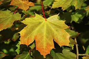 Deciduous Tree Leaves Drucke: Maple leave
