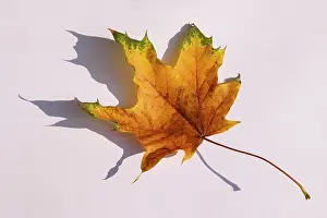 Autumn Color Drucke: Maple leave