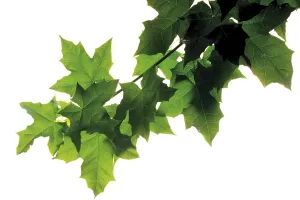 Botany Still Life Images Drucke: Maple leaves