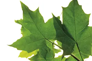 Studio Botany Photos Drucke: Maple leaves (Acer)