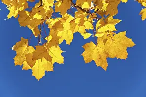 Maple Leaf Close Up Drucke: Maple leaves in autumn
